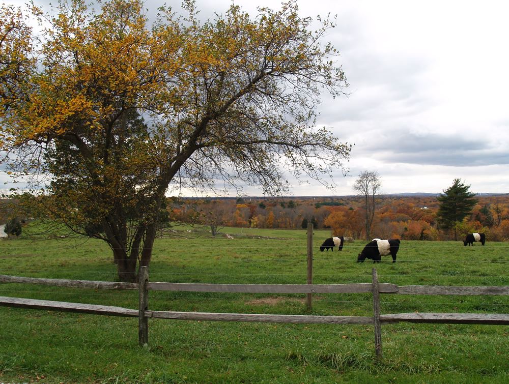 Belted Galloway cows in the pasture 2